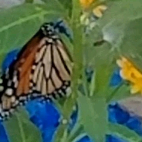 Meet your Posher, Toni - Picture 1 of 1